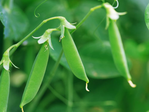 荷兰豆
