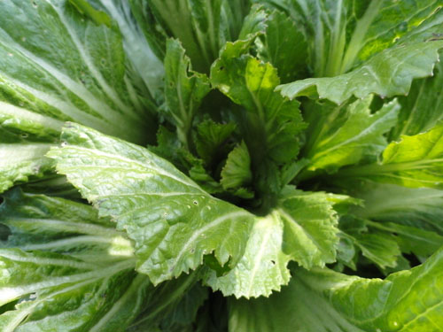 蔬菜配送