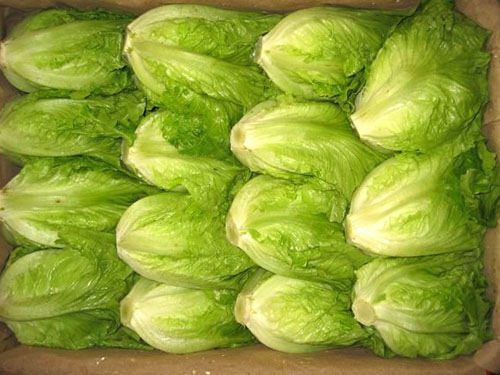 生菜批发