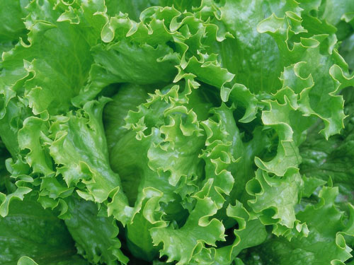 生菜